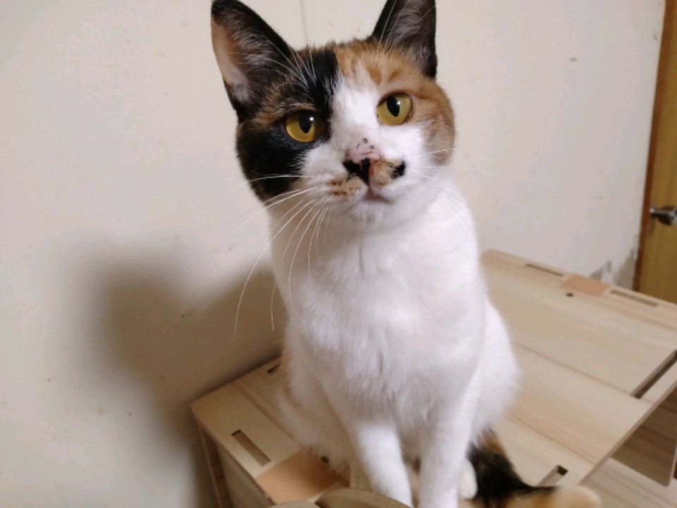 【あきちゃん】推定2歳前後