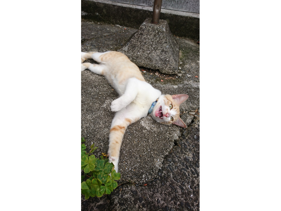 陽気で元気な 茶白 坊や