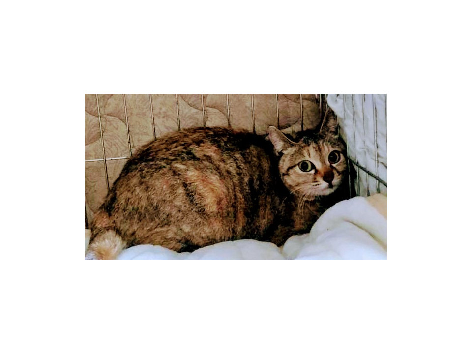 アビシニアン風ミックスの可愛いアビちゃん