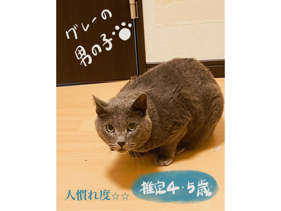 グレーの男の子⟡.·