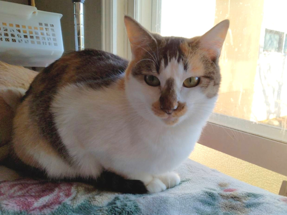 【胡桃】推定1〜2歳