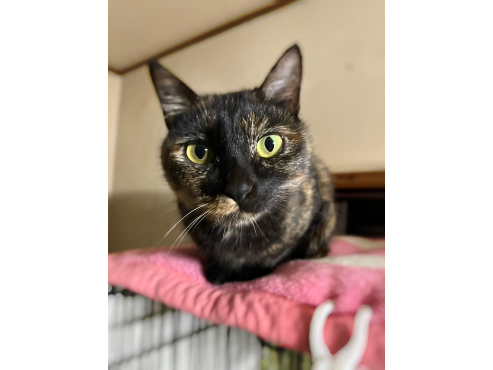 ふみふみ隊甘えん坊のライラちゃん♡