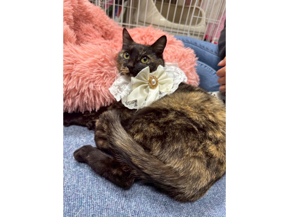ふみふみ隊甘えん坊のライラちゃん♡