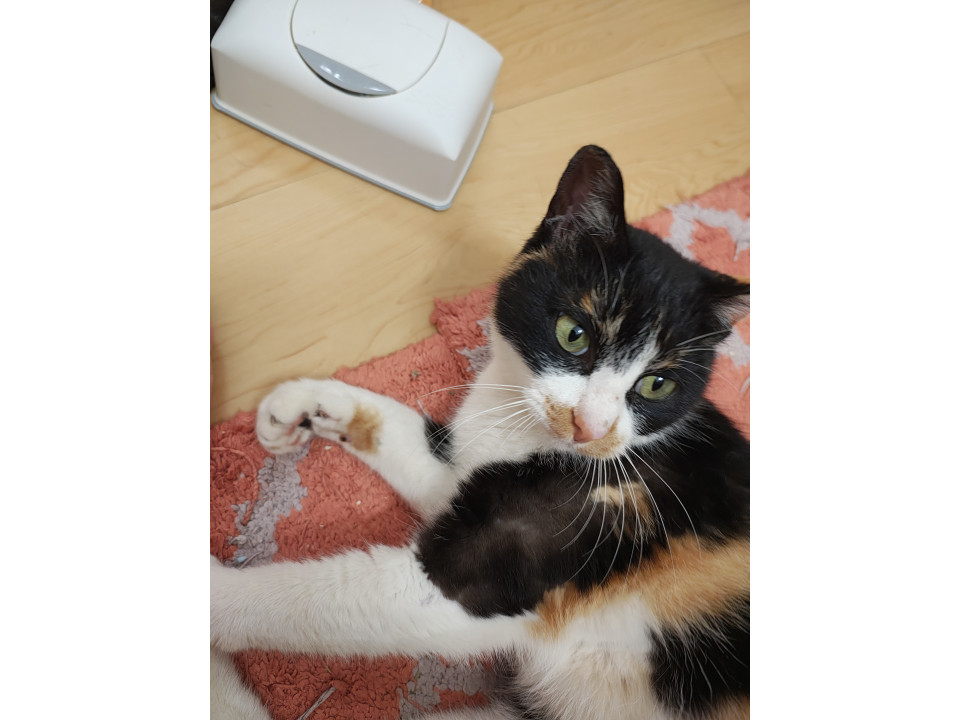 ころんとしたお顔、体格がかわいい三毛