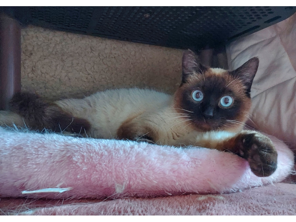 ゴロすり甘ったれイケメンくん