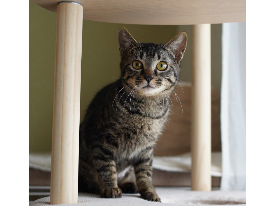 大怪我から復活　甘えん坊のキジトラ男子