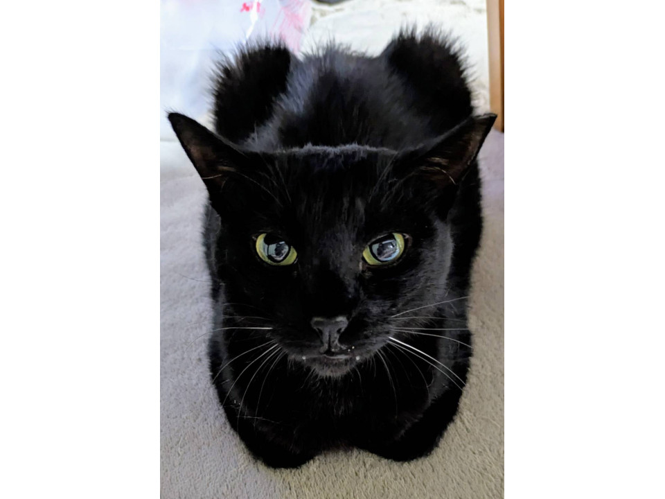 黒猫さん☘おっとり甘えん坊さんです♡