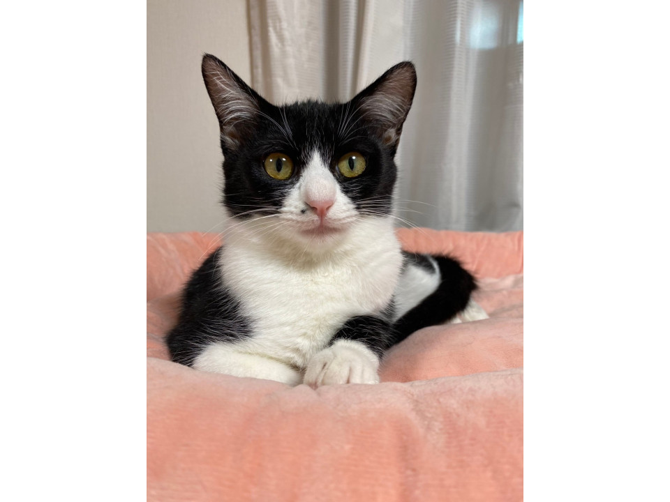 元気いっぱい マスク美人♡ ローラ♀