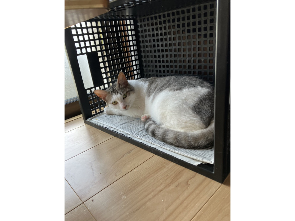 サバシロ 可愛いリカちゃん