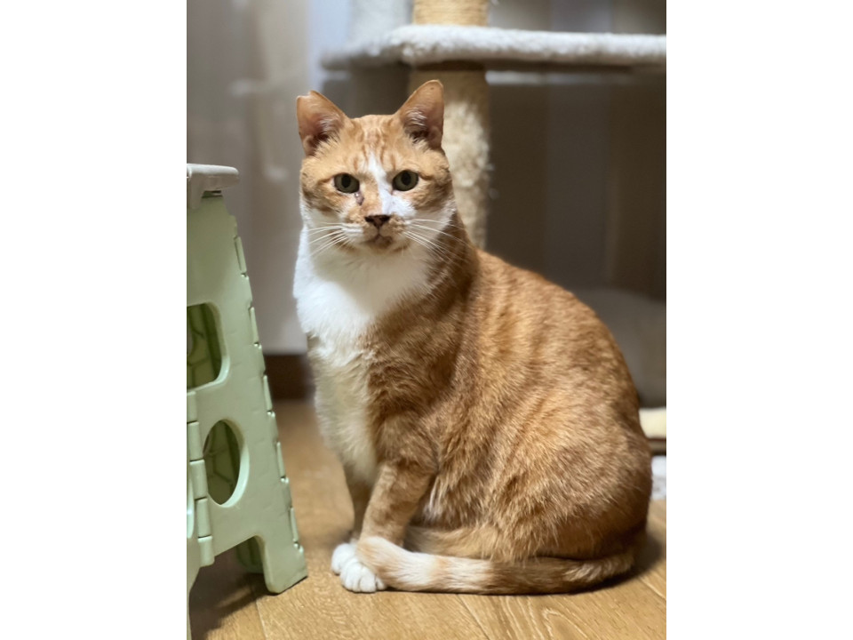 大きな茶白の甘えん坊☆とらじろう