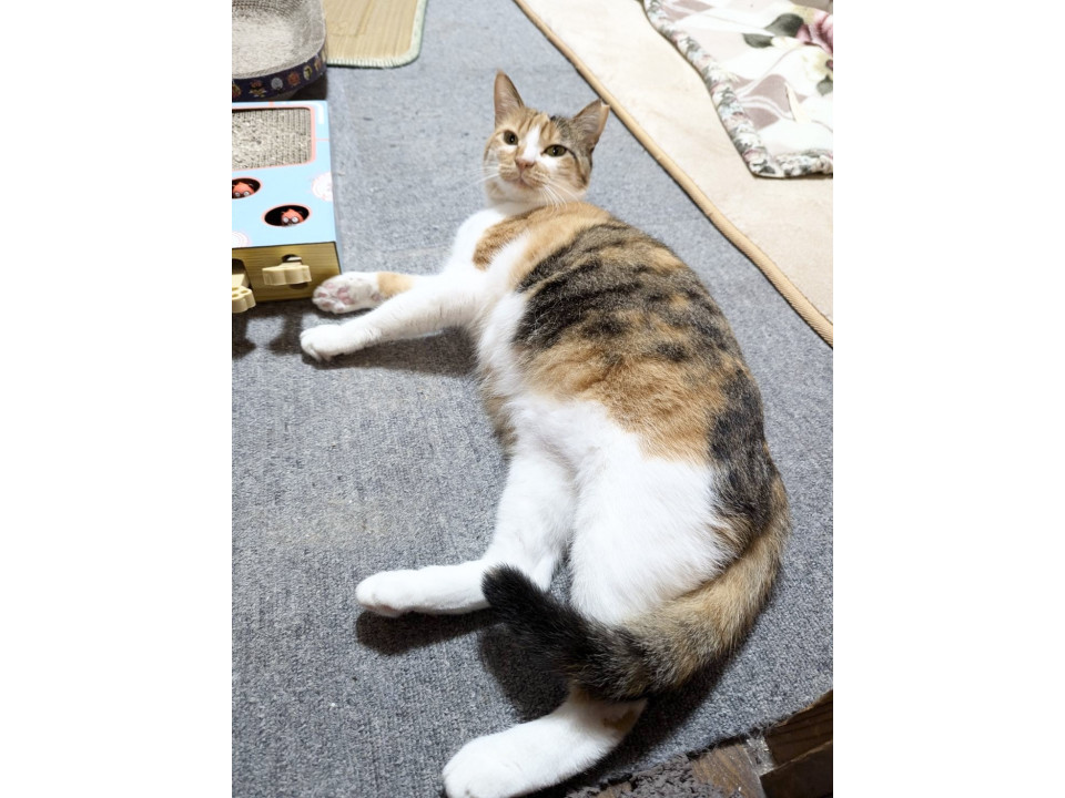 優しい三毛ちゃん
