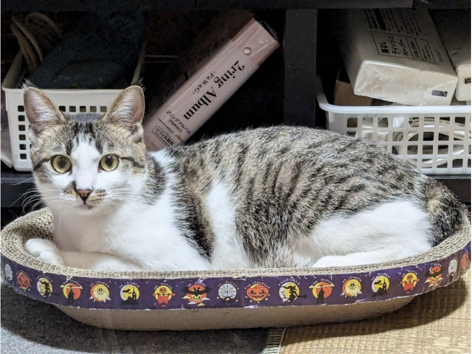 キジ白の女の子