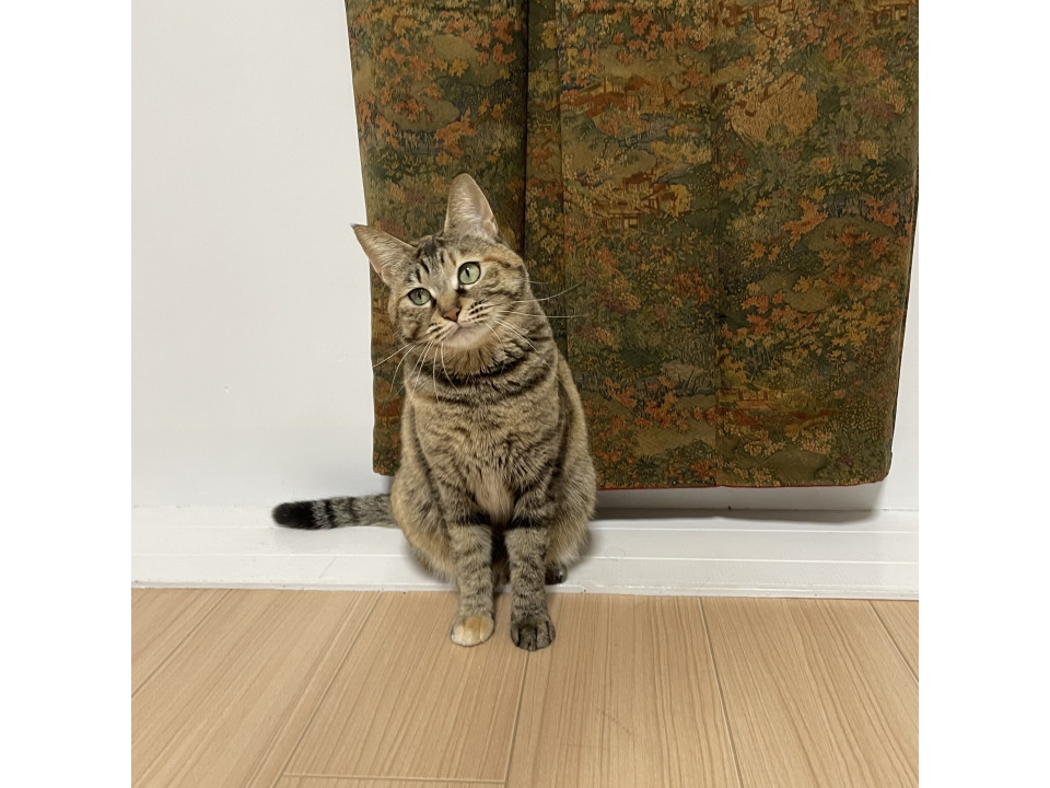 【姫路市周辺】大切に育てた猫ちゃん
