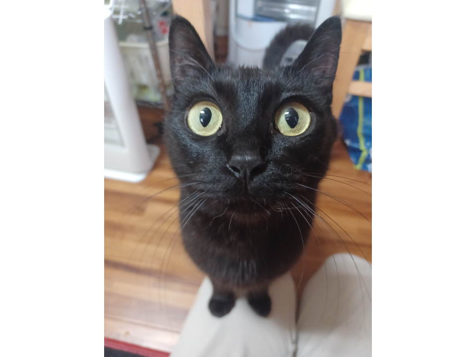 スリゴロの、クロママちゃん