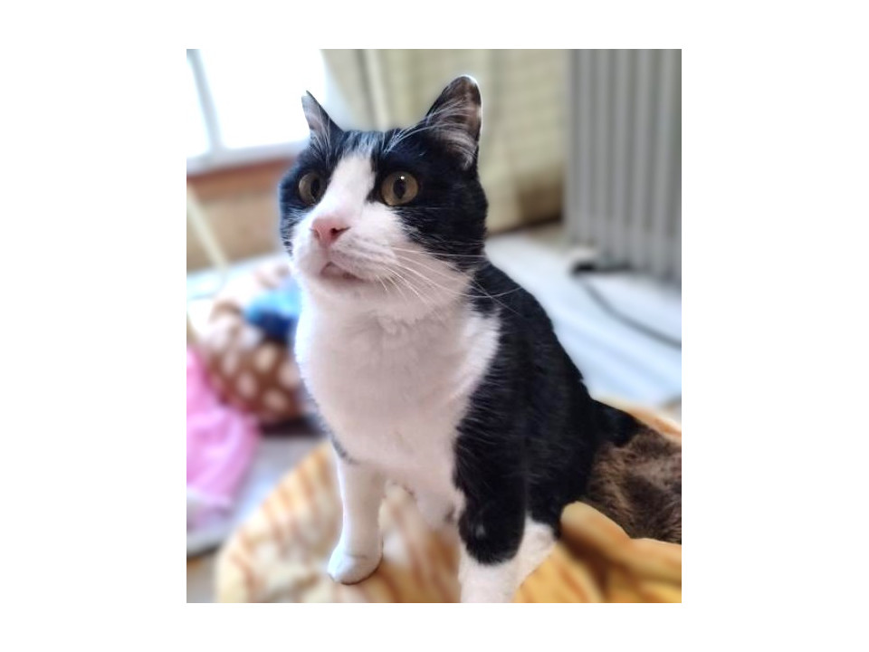 ★里親様決定★３本足でもやんちゃ甘えん坊