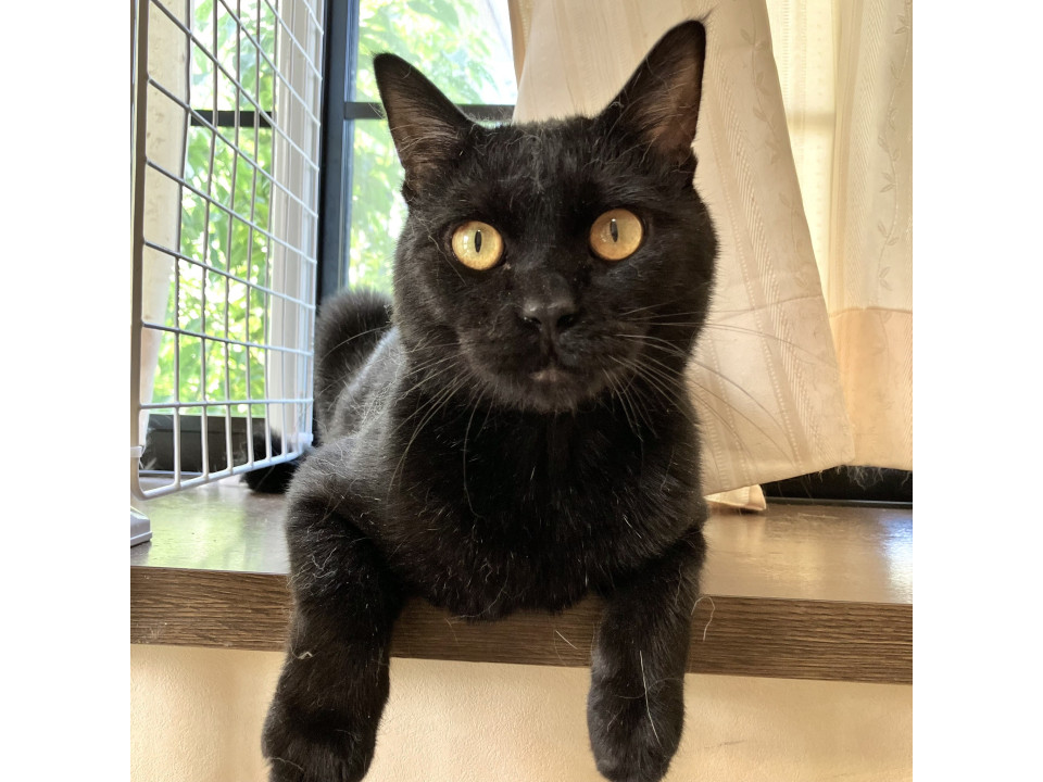 くろさんぺー☆2-3歳くらい