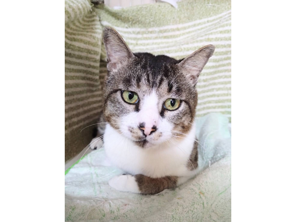 屋久島ちぎお☆5歳以上