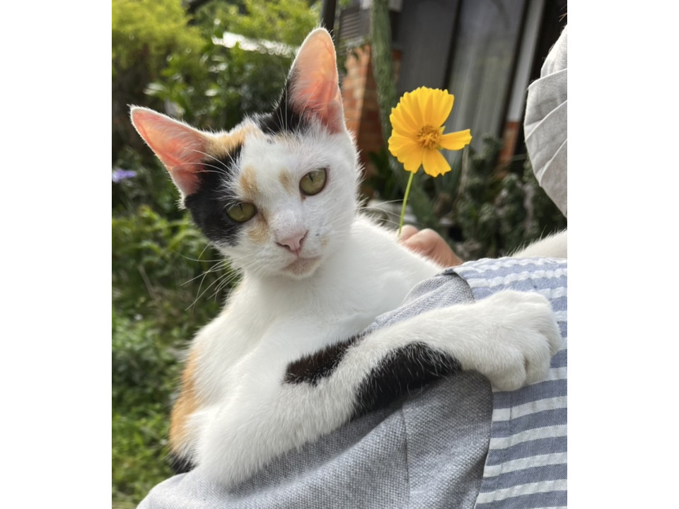 飼い主さんが入院して置き去りに
