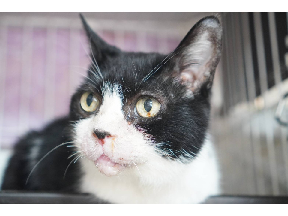 アミーゴ☆10歳くらい