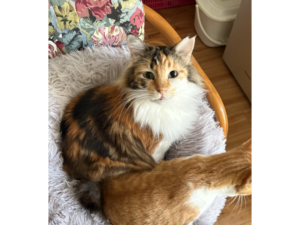 おとなしい三毛猫長毛