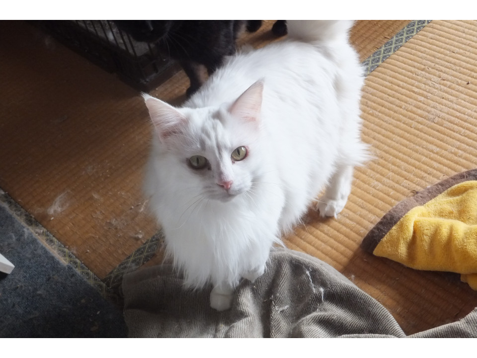 真っ白　ふんわり　ミルキー