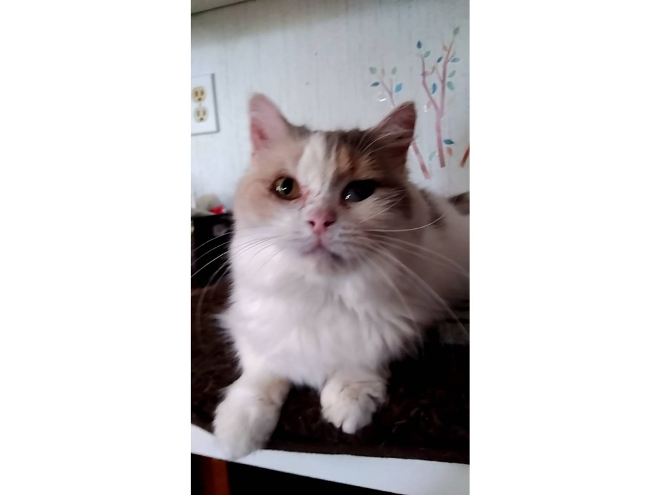 斜頸のみるねぇさん♪人馴れ抜群!