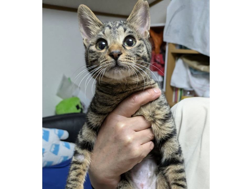 抱っこ大好き5ヶ月