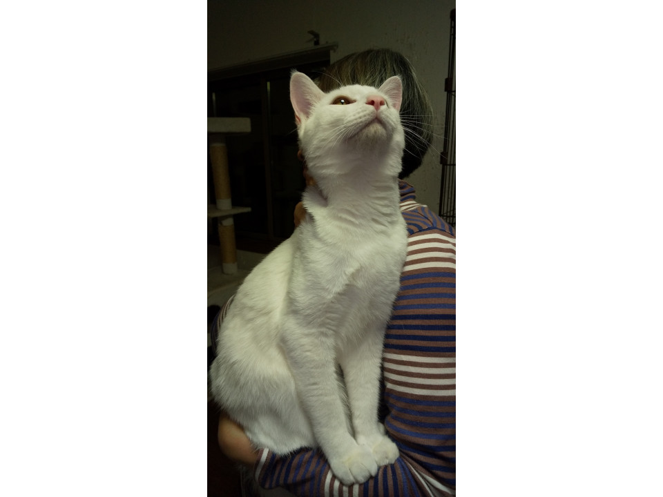 おっとりした白猫くん