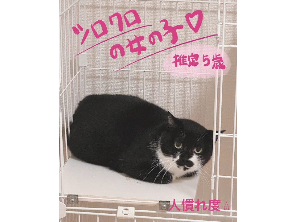 シロクロの女の子︎︎⟡.·