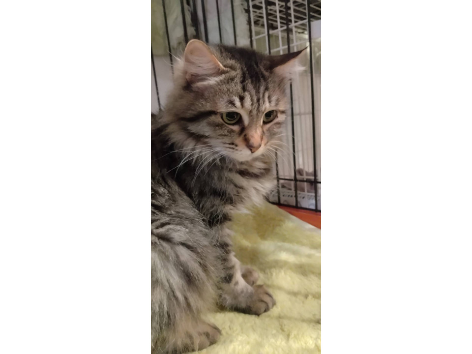 長毛美猫チェリー