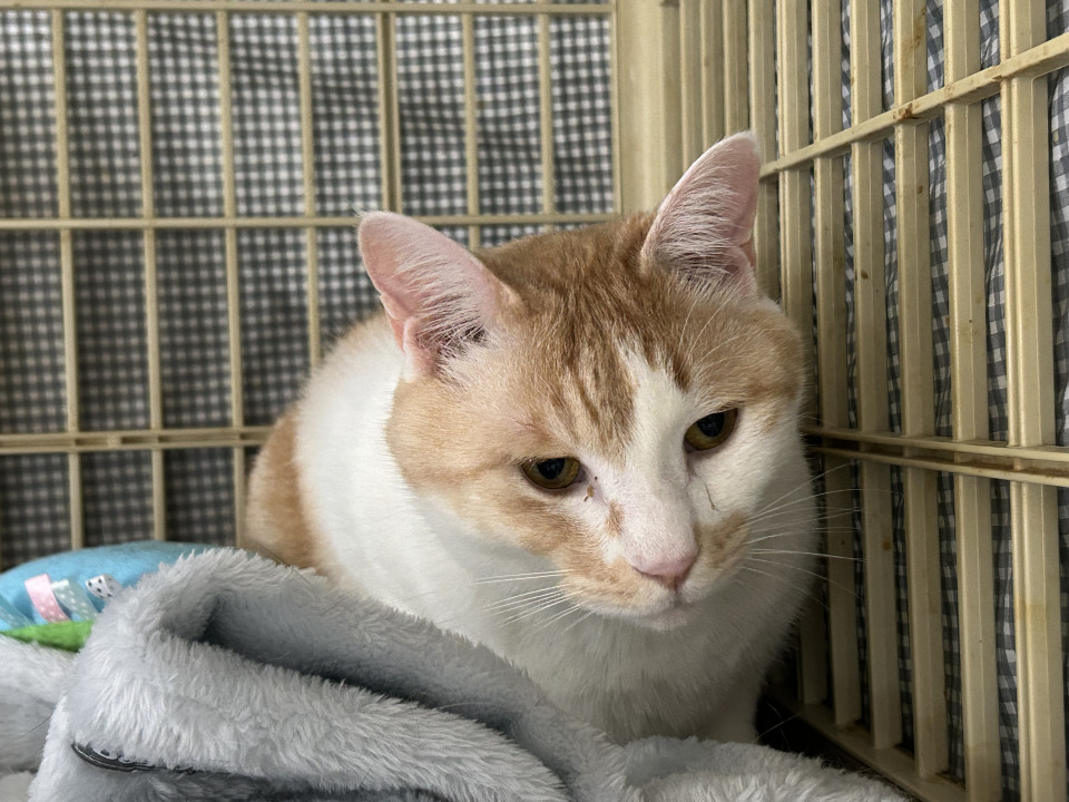 臆病だけど甘えん坊。