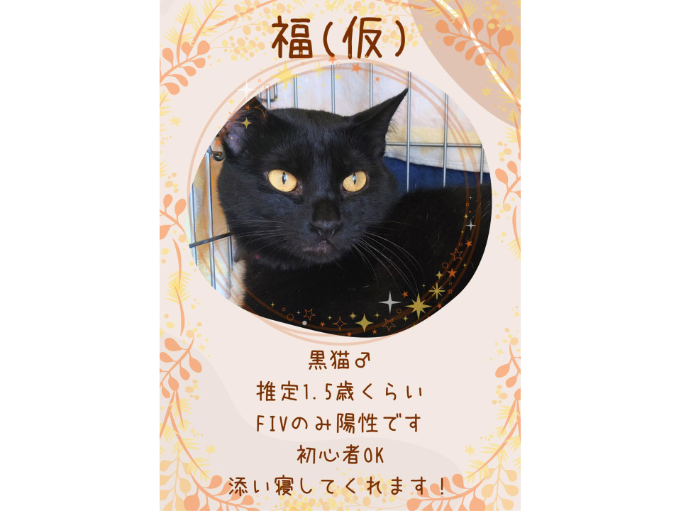 初心者OK！性格花丸！福ちゃん(仮)