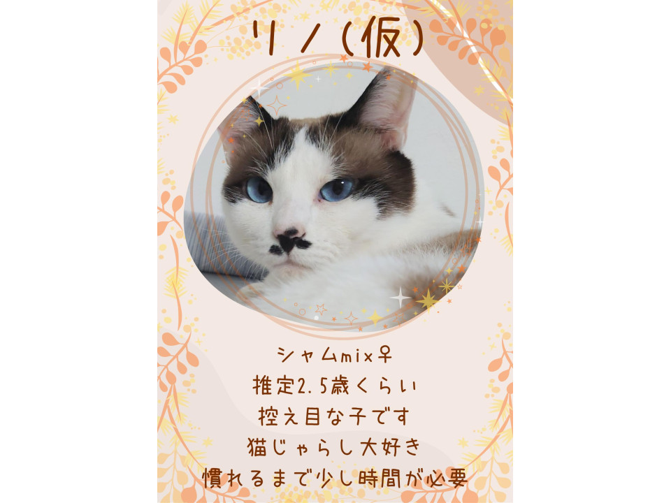 青いおめめのリノちゃん！