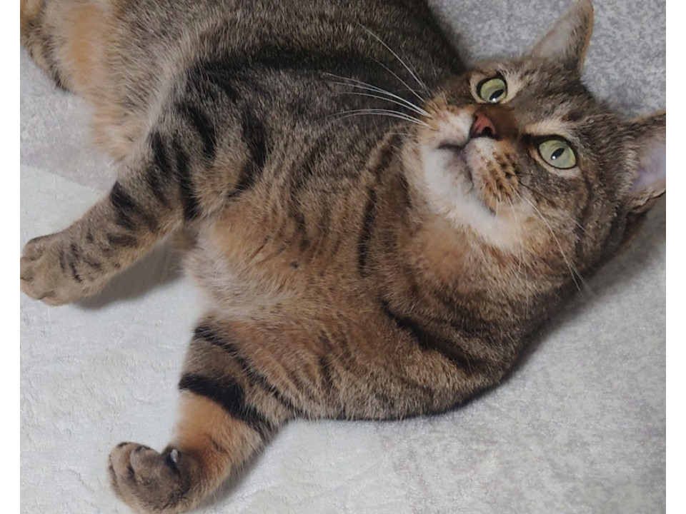 木箱の中の猫たち ミシェルさん(仮)