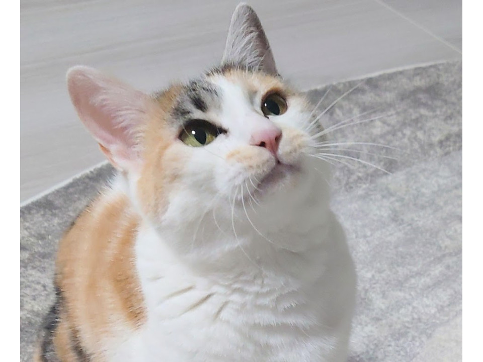木箱の中の猫たち ステイシーさん(仮)