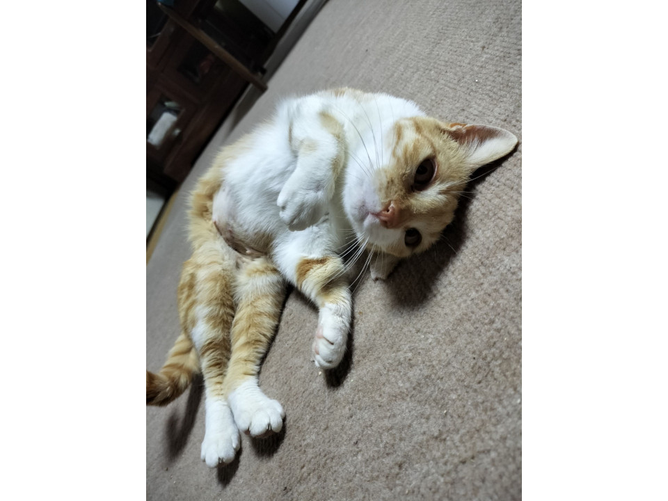 とてもフレンドリーな茶白ちゃん