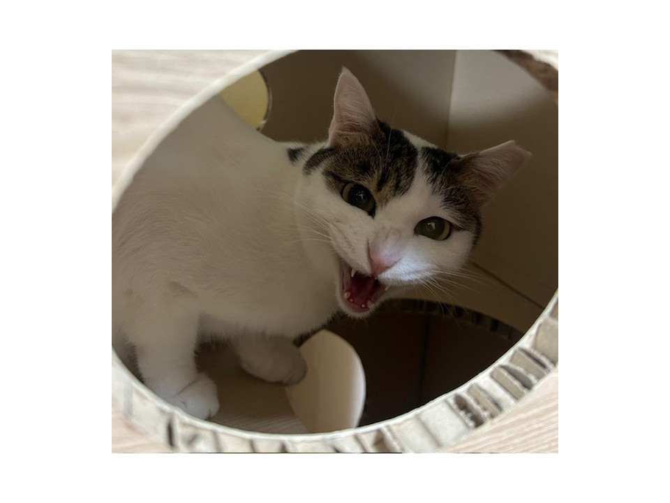 猫と仲良くなる天才♪こはる