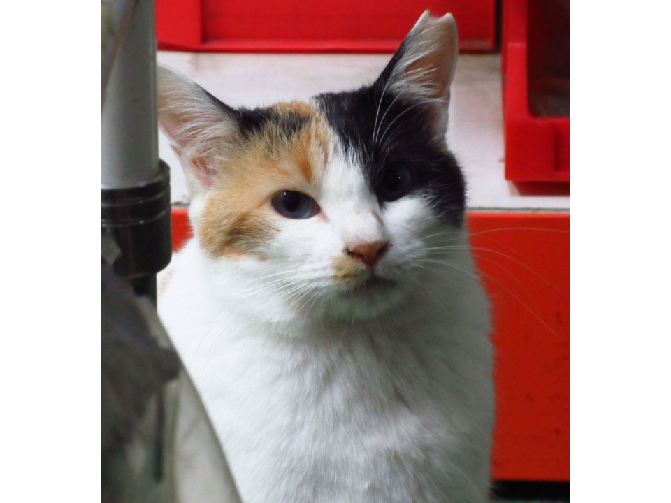 白三毛のリアン