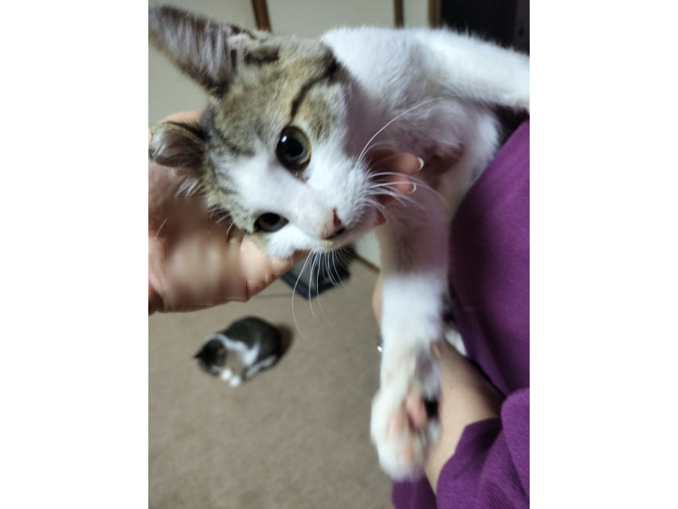 飼いやすい　白キジ君