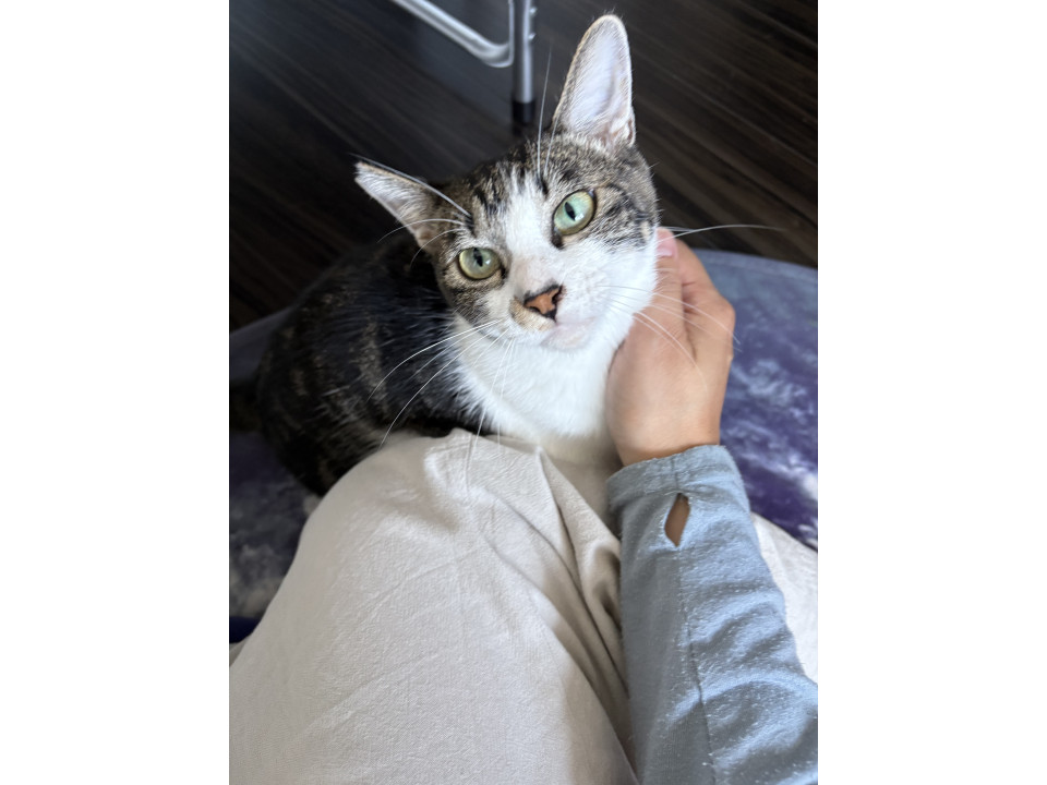 スリスリぺったんキジシロくん