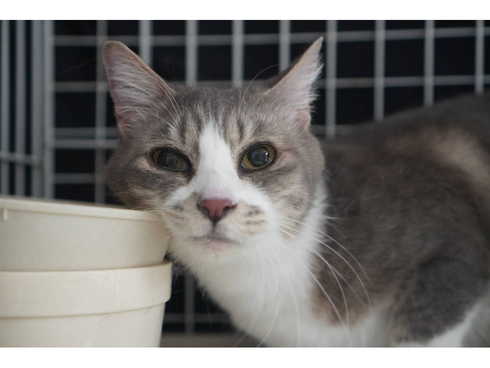 こめず☆6-7歳くらい