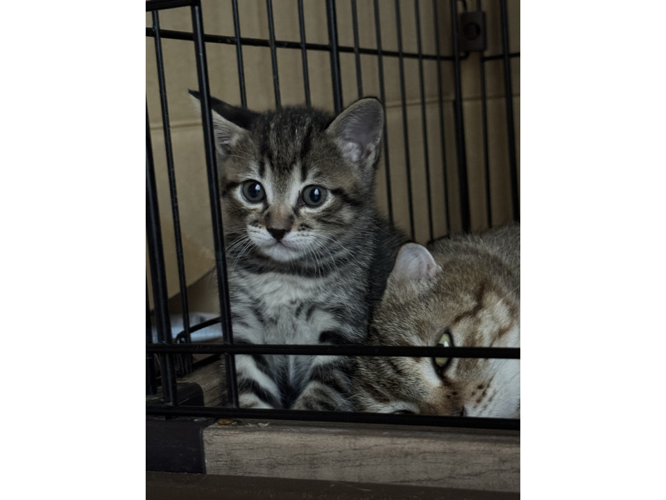 愛らしいきじとら子猫のび
