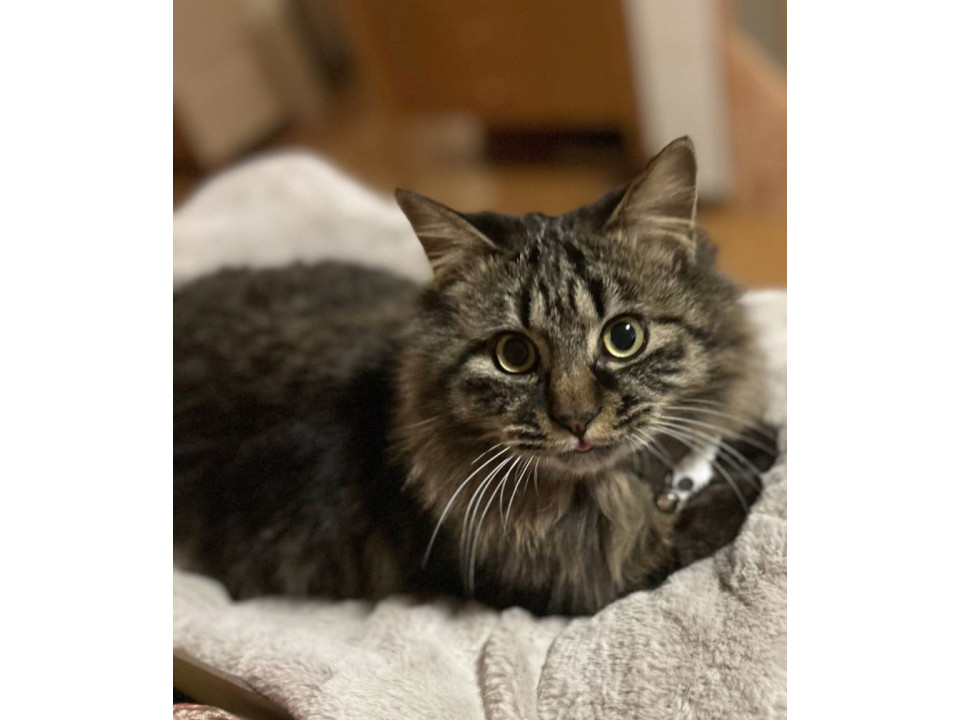 モフモフ甘えん坊のキジトラくん