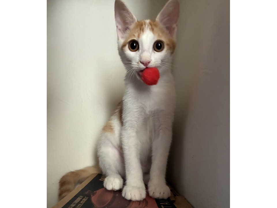 可愛い茶白　スーくん