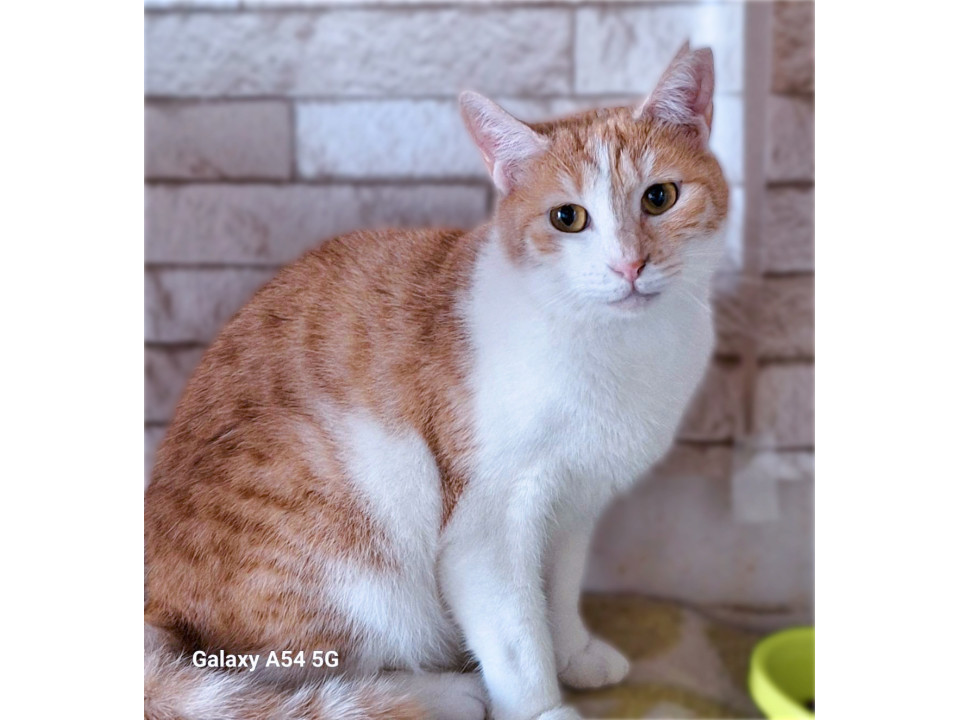 空気の読める女の子❤️茶白猫うみちゃん