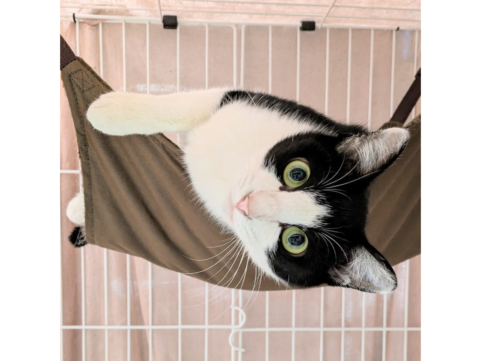 お外で小さな子たちを守ったしっかり者