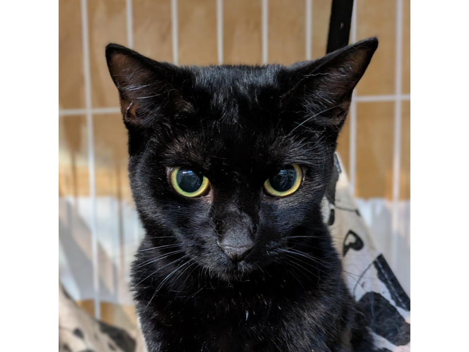 【黒猫祭り！】お姉ちゃん頼りの怖がりさん