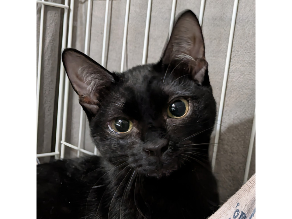 【黒猫祭り！】やっと人馴れ修行の成果が！