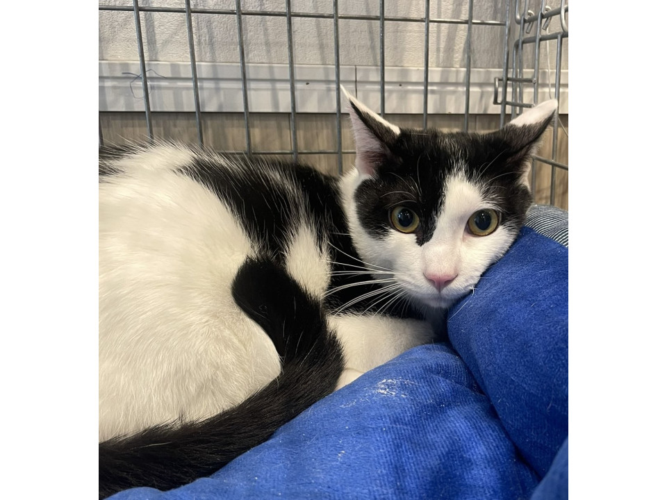 12/14地域猫活動団体ウイング譲渡会