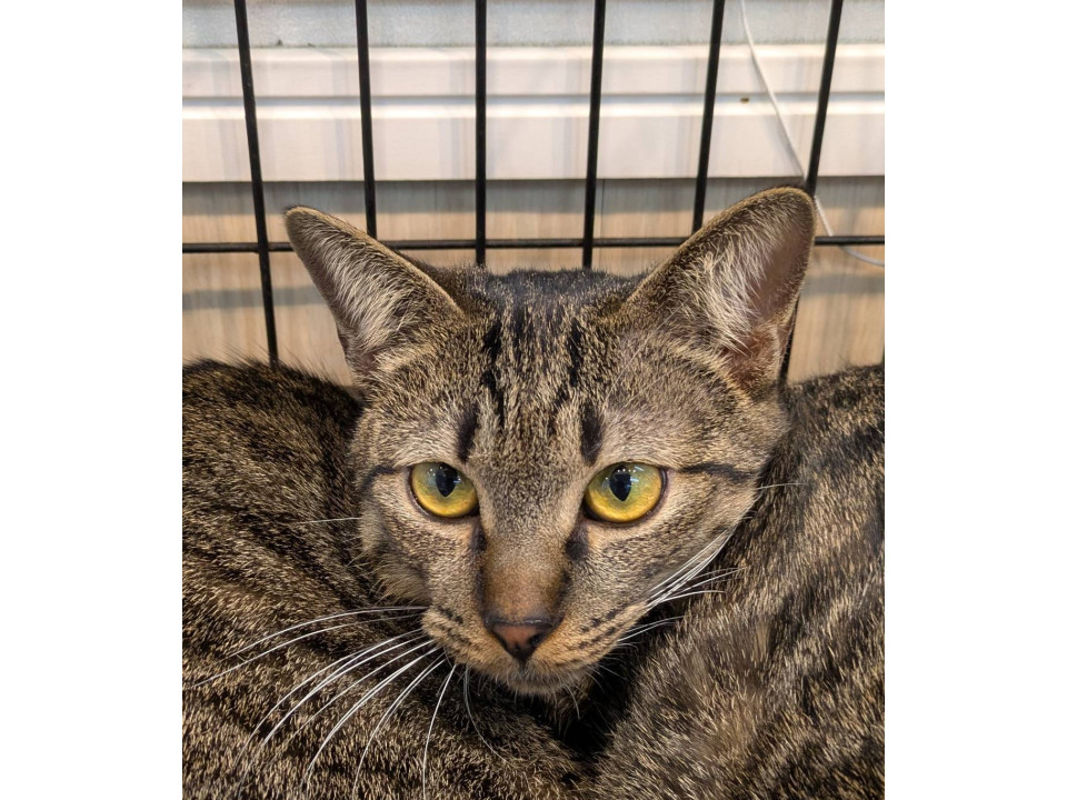 12/14地域猫活動団体ウイング譲渡会